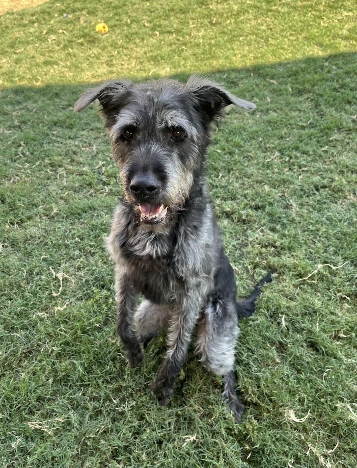 Scout* A157680, an adoptable Schnauzer, Pit Bull Terrier in Plano, TX, 75093 | Photo Image 4