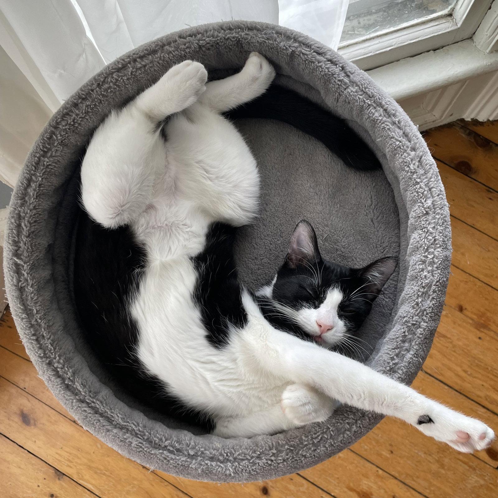 Katie, Adoptable, Young Female Domestic Short Hair.