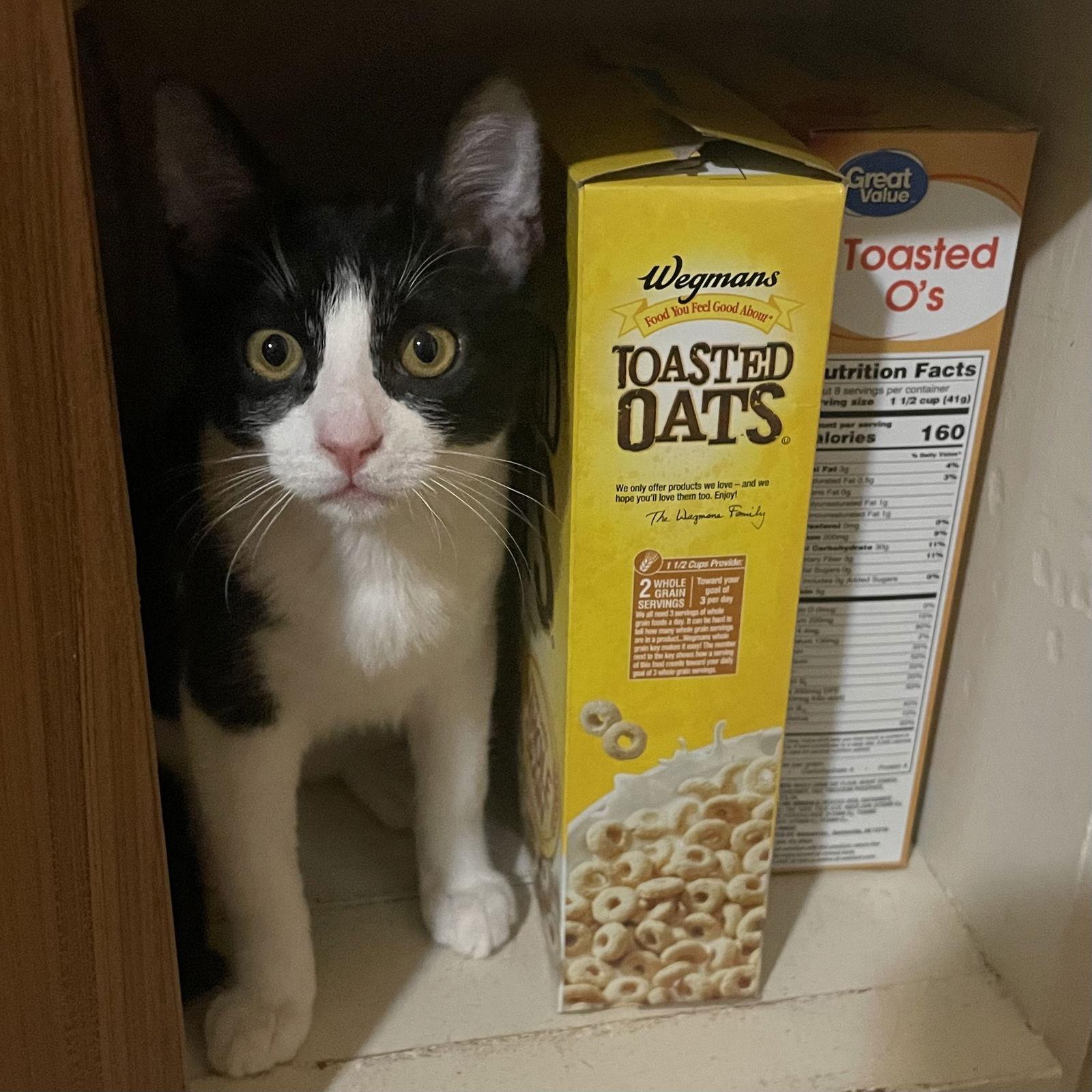 Katie, Adoptable, Young Female Domestic Short Hair.