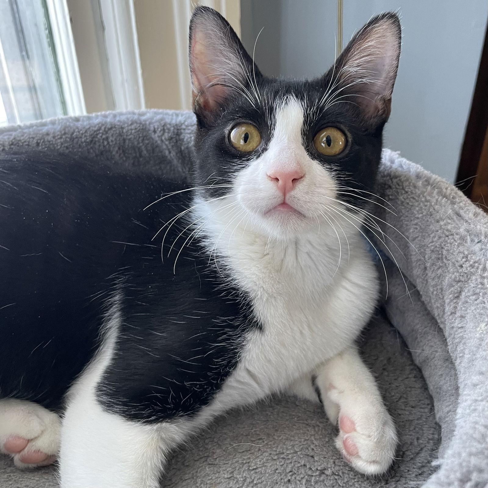 Enlarge Katie, a Adoptable Domestic Short Hair in Rochester, NY image 2/3