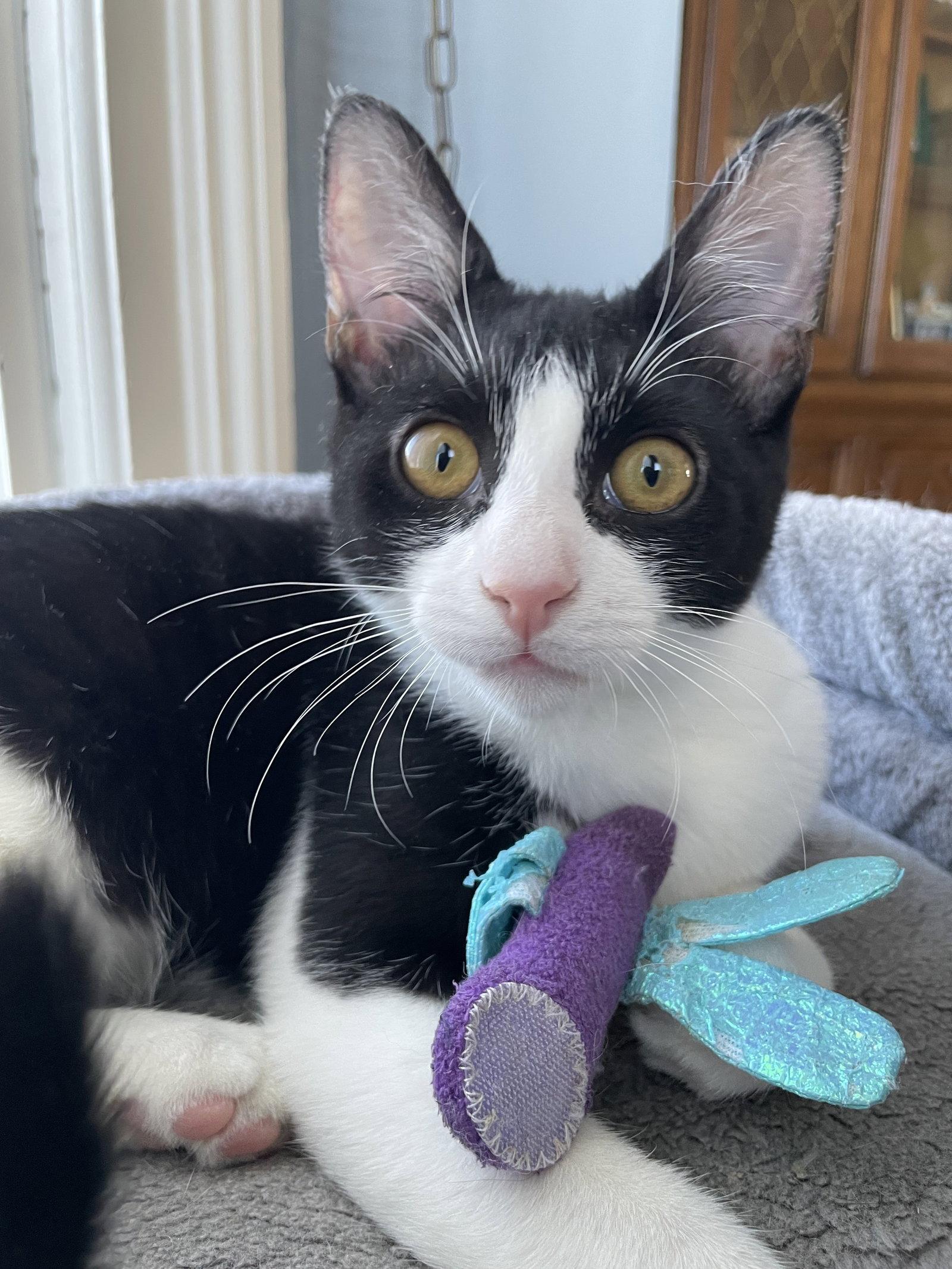 Enlarge Katie, a Adoptable Domestic Short Hair in Rochester, NY image 2/3