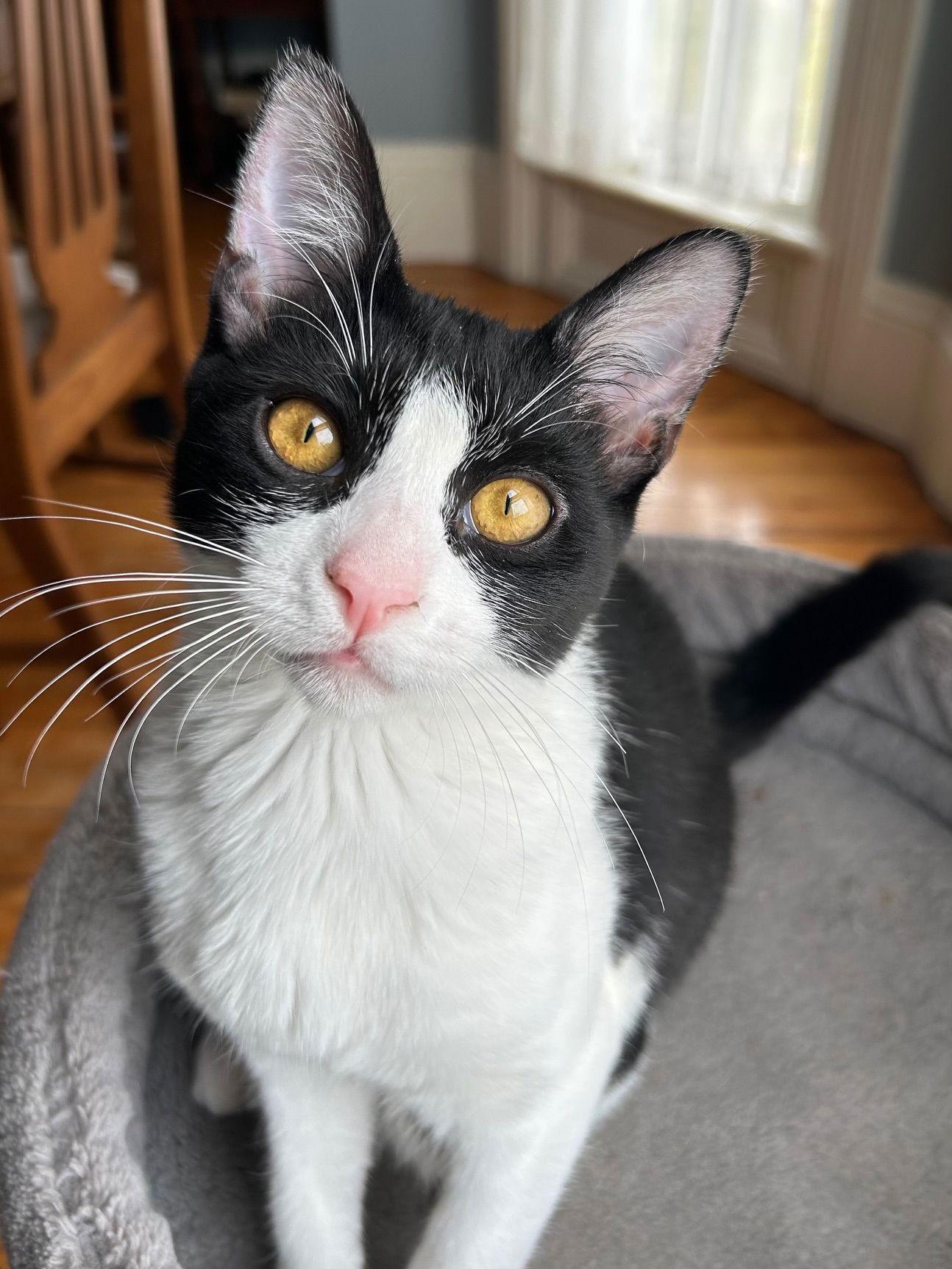 Enlarge Katie, a Adoptable Domestic Short Hair in Rochester, NY image 3/3