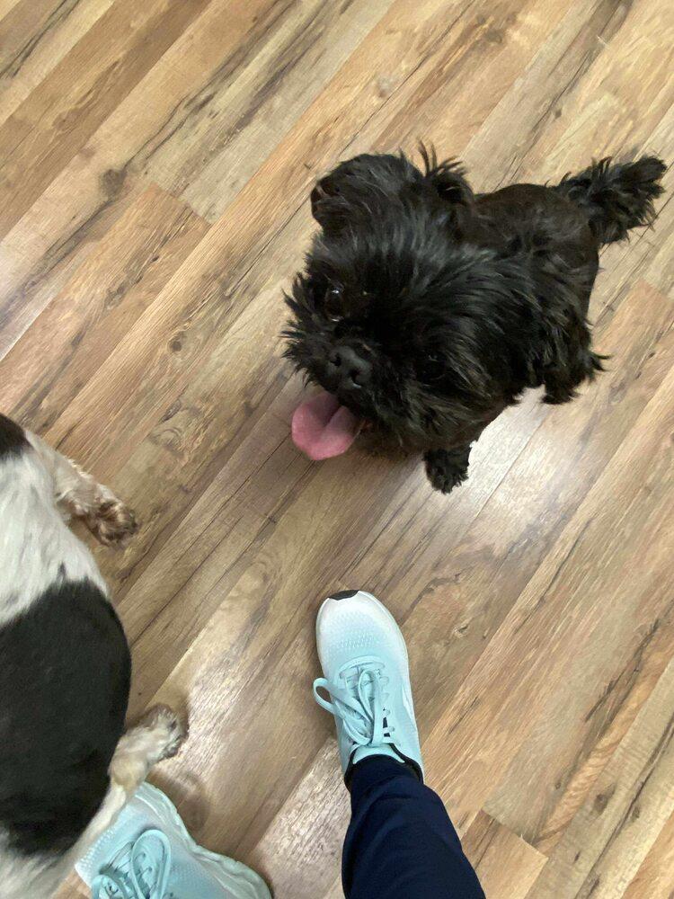 Tucker, Adoptable, Senior Male Shih Tzu.