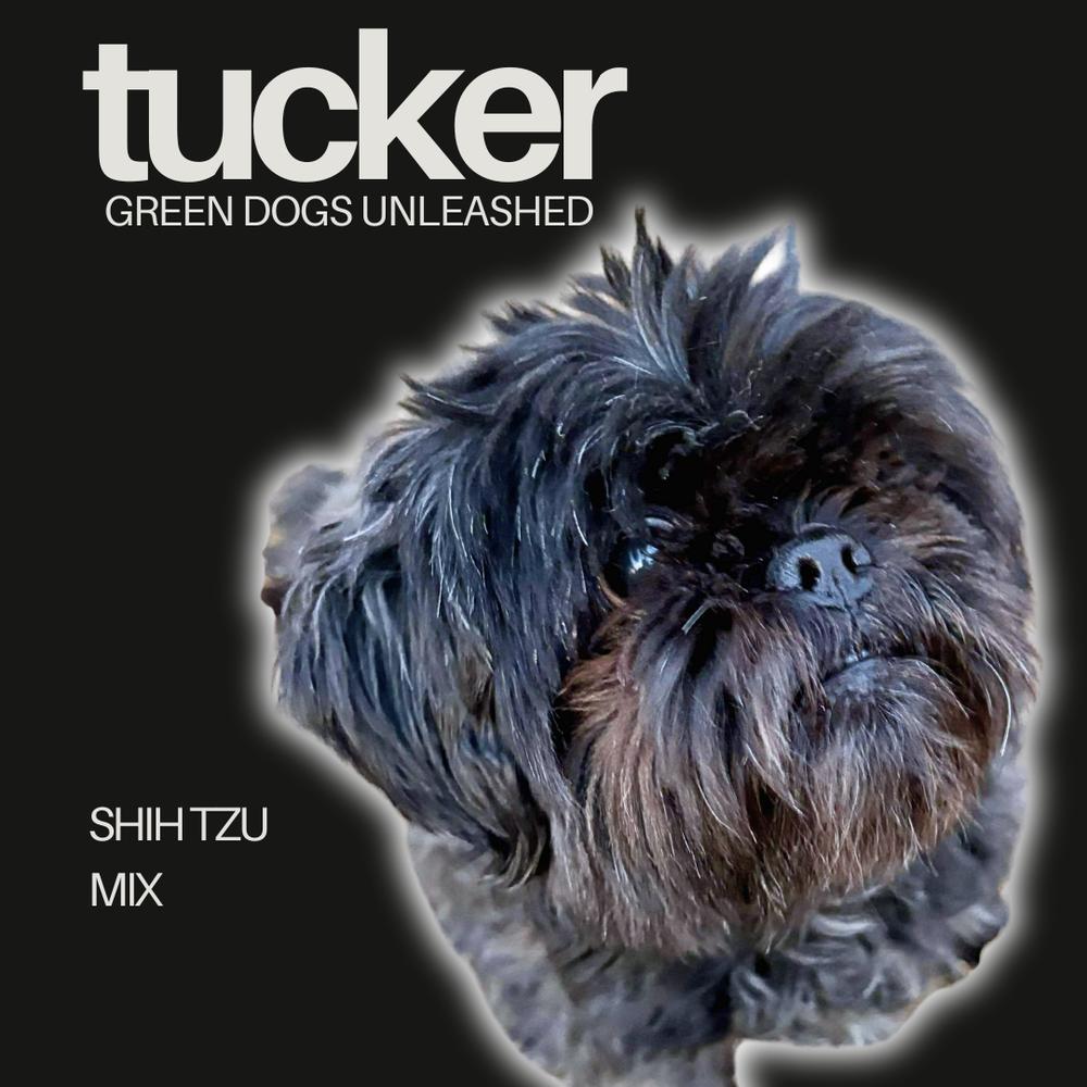 Enlarge Tucker, a Adoptable mixed breed in Troy, VA image 2/6