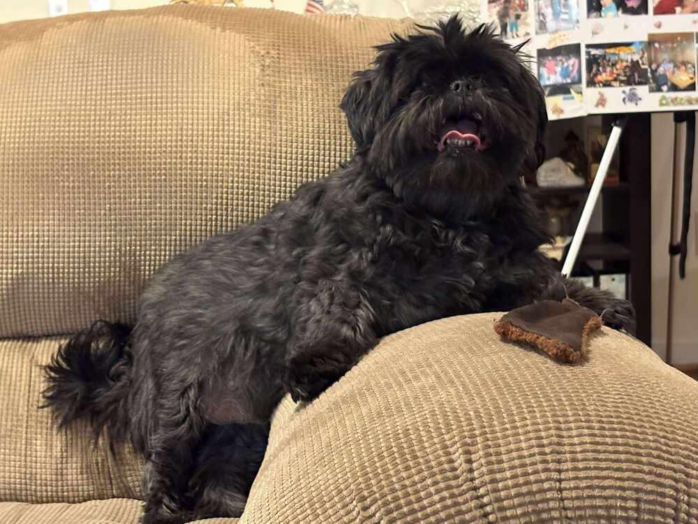 Enlarge Tucker, a Adoptable mixed breed in Troy, VA image 3/6