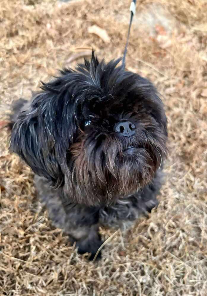 Enlarge Tucker, a Adoptable mixed breed in Troy, VA image 4/6