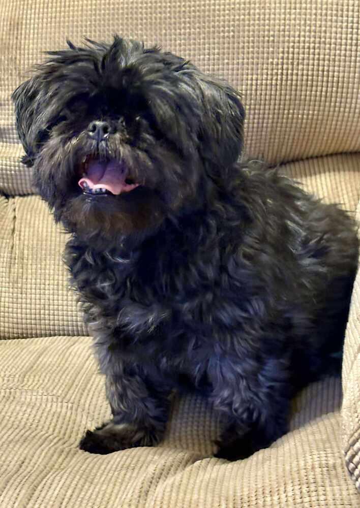 Enlarge Tucker, a Adoptable mixed breed in Troy, VA image 5/6