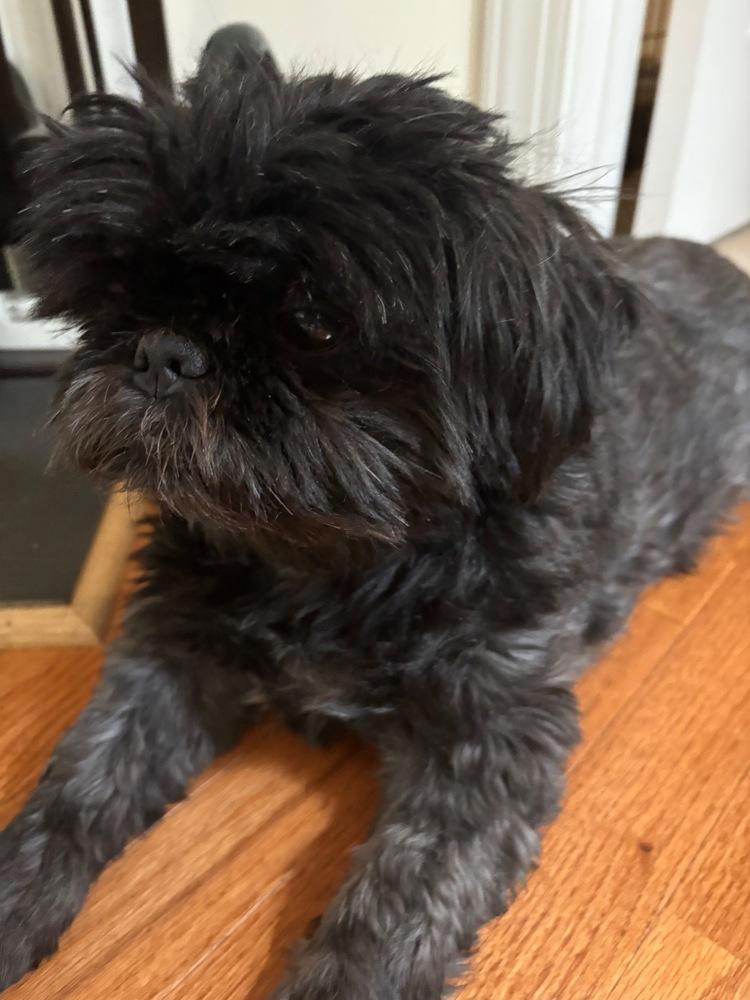 Enlarge Tucker, a Adoptable mixed breed in Troy, VA image 6/6