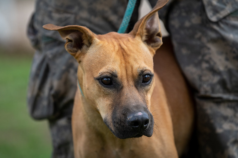  Chook AKA Chaz JuM, an adoptable Pit Bull Terrier in Seattle, WA, 98106 | Photo Image 2