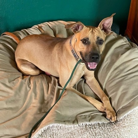  Chook AKA Chaz JuM, an adoptable Pit Bull Terrier in Seattle, WA, 98106 | Photo Image 5