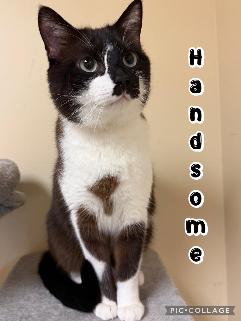 Handsome, Adoptable, Adult Male Domestic Short Hair.