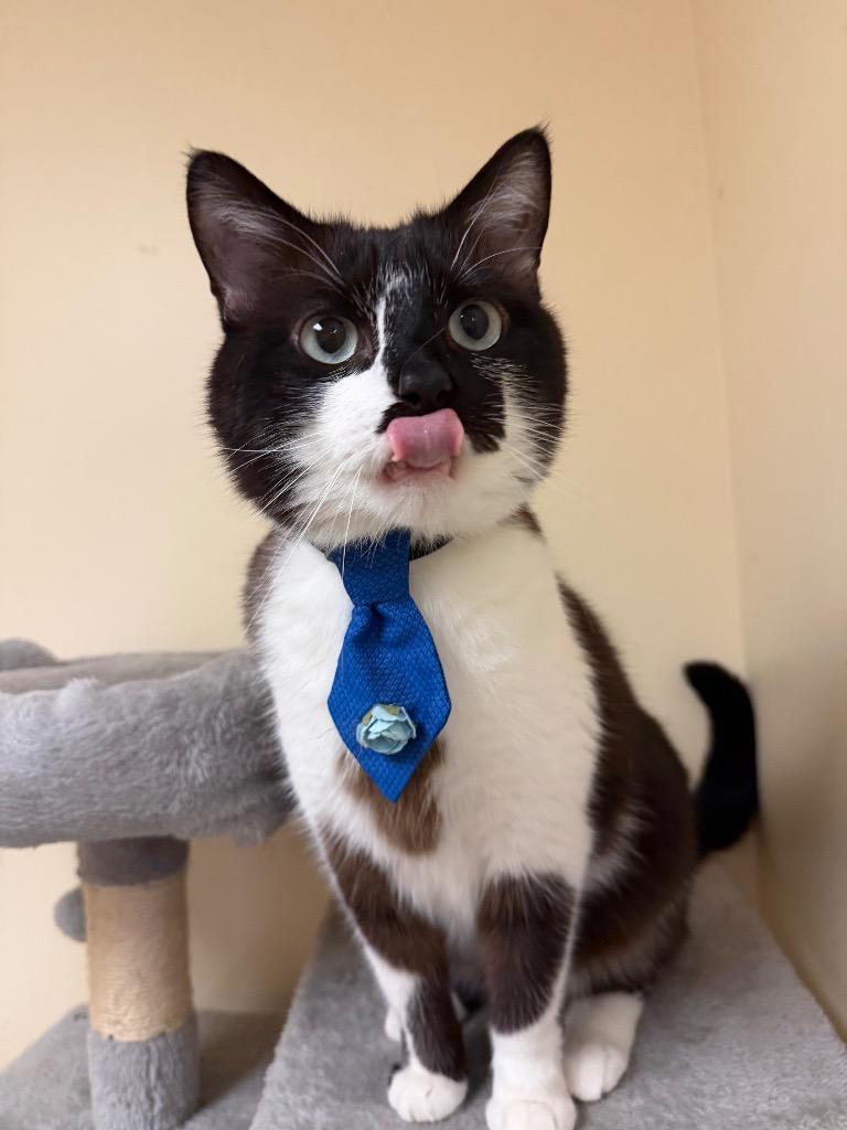 Handsome, a Adoptable mixed breed in Fort Oglethorpe, GA image 2/5