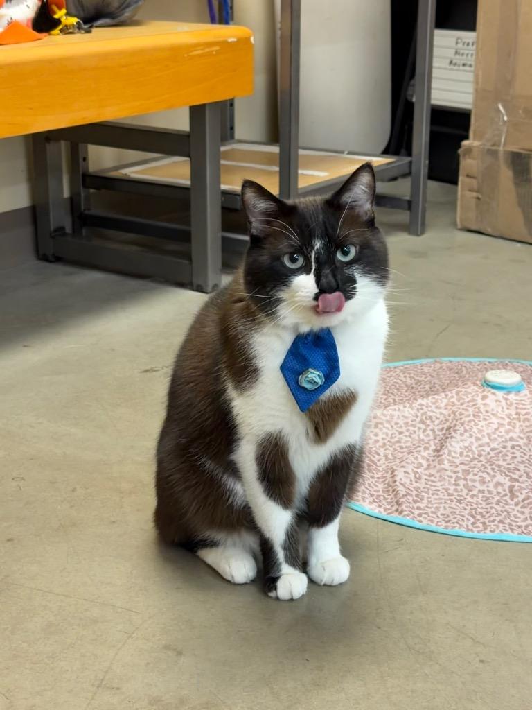 Handsome, a Adoptable mixed breed in Fort Oglethorpe, GA image 3/5
