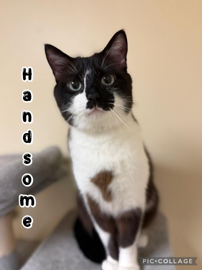 Handsome, a Adoptable mixed breed in Fort Oglethorpe, GA image 4/5