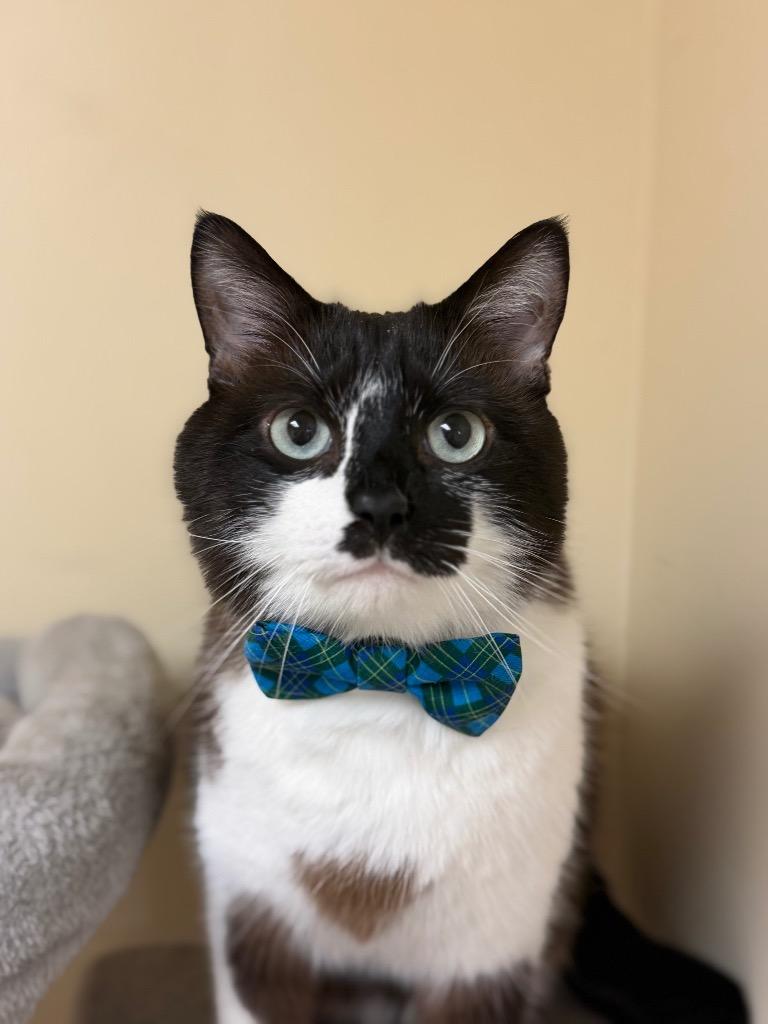Handsome, a Adoptable mixed breed in Fort Oglethorpe, GA image 5/5