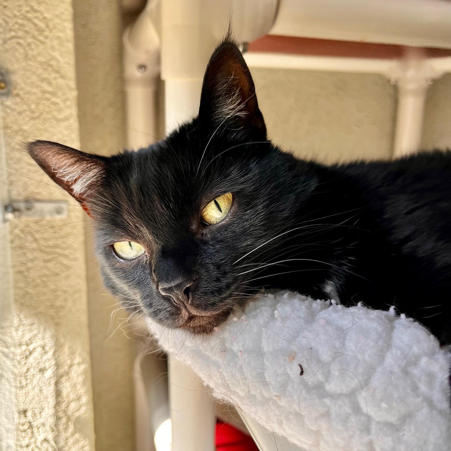 Enlarge Jinxy, an adopted Domestic Short Hair in Boise, ID image 1/1