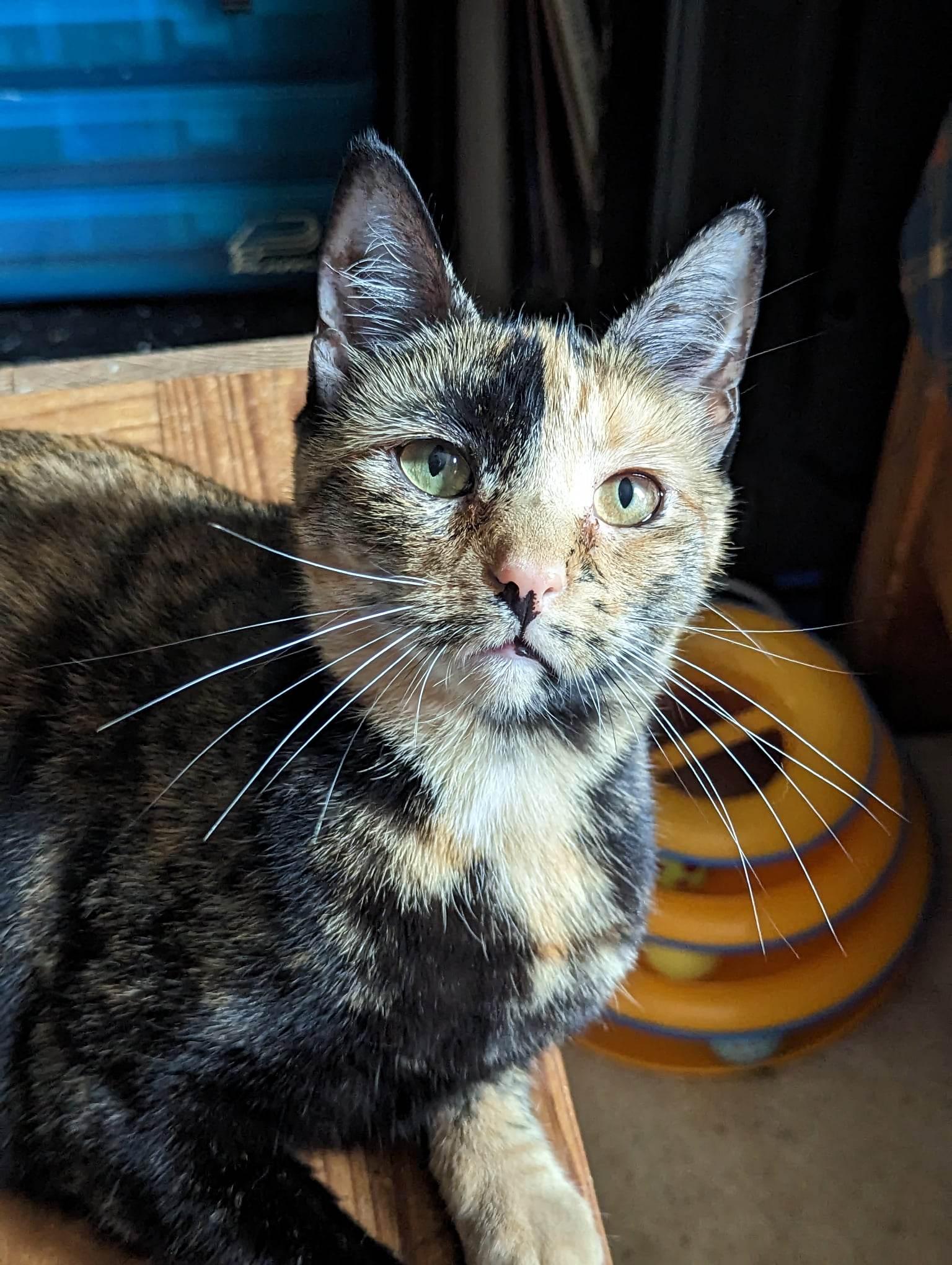 Tater Tot, Adoptable, Young Female Domestic Short Hair & Tortoiseshell.