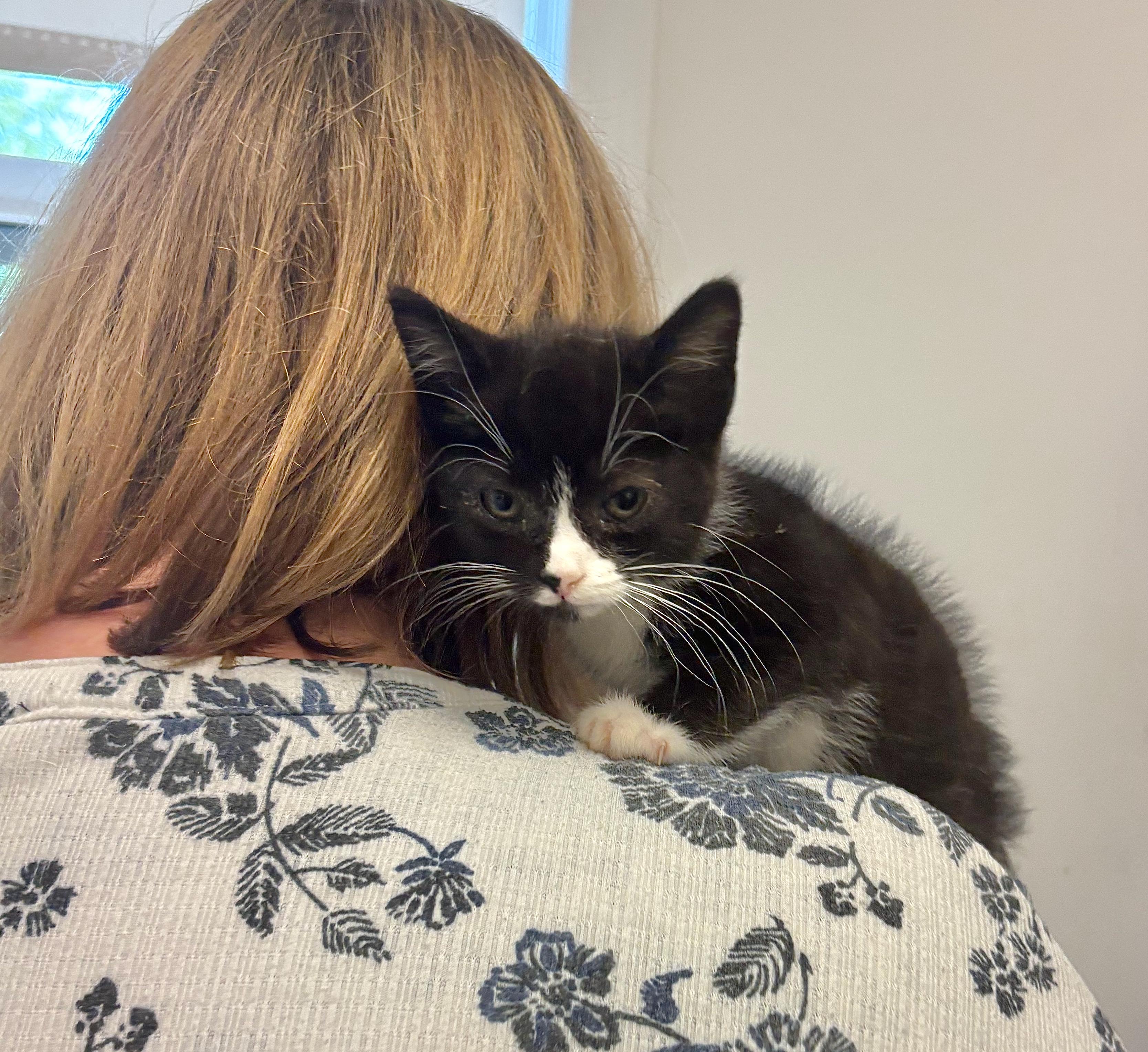 Geri, an adoptable Domestic Short Hair in St Stephen, NB, E3L 2X2 | Photo Image 2