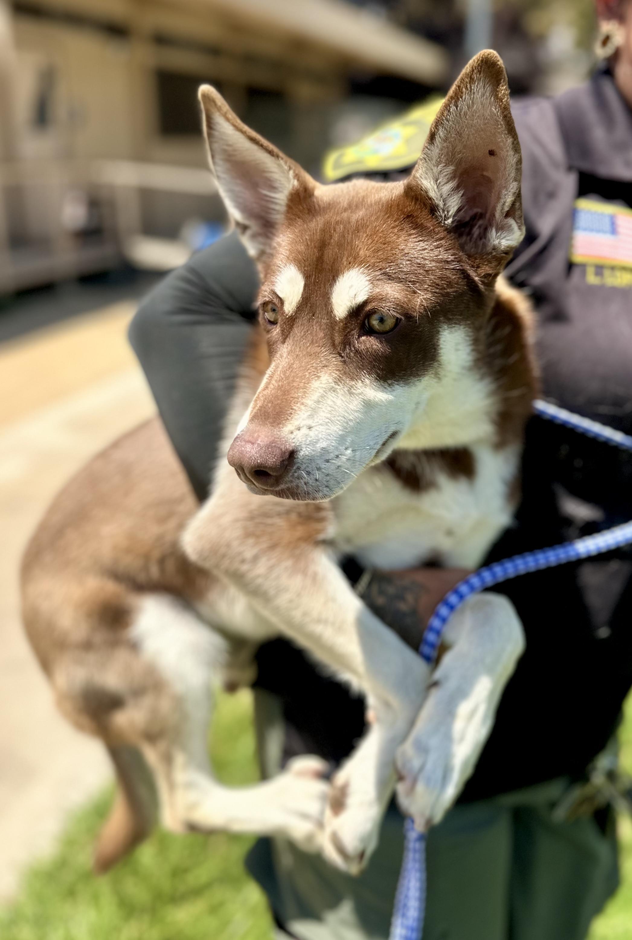 Enlarge Winona #0176 (522), a Adoptable Husky in Victorville, CA image 1/1