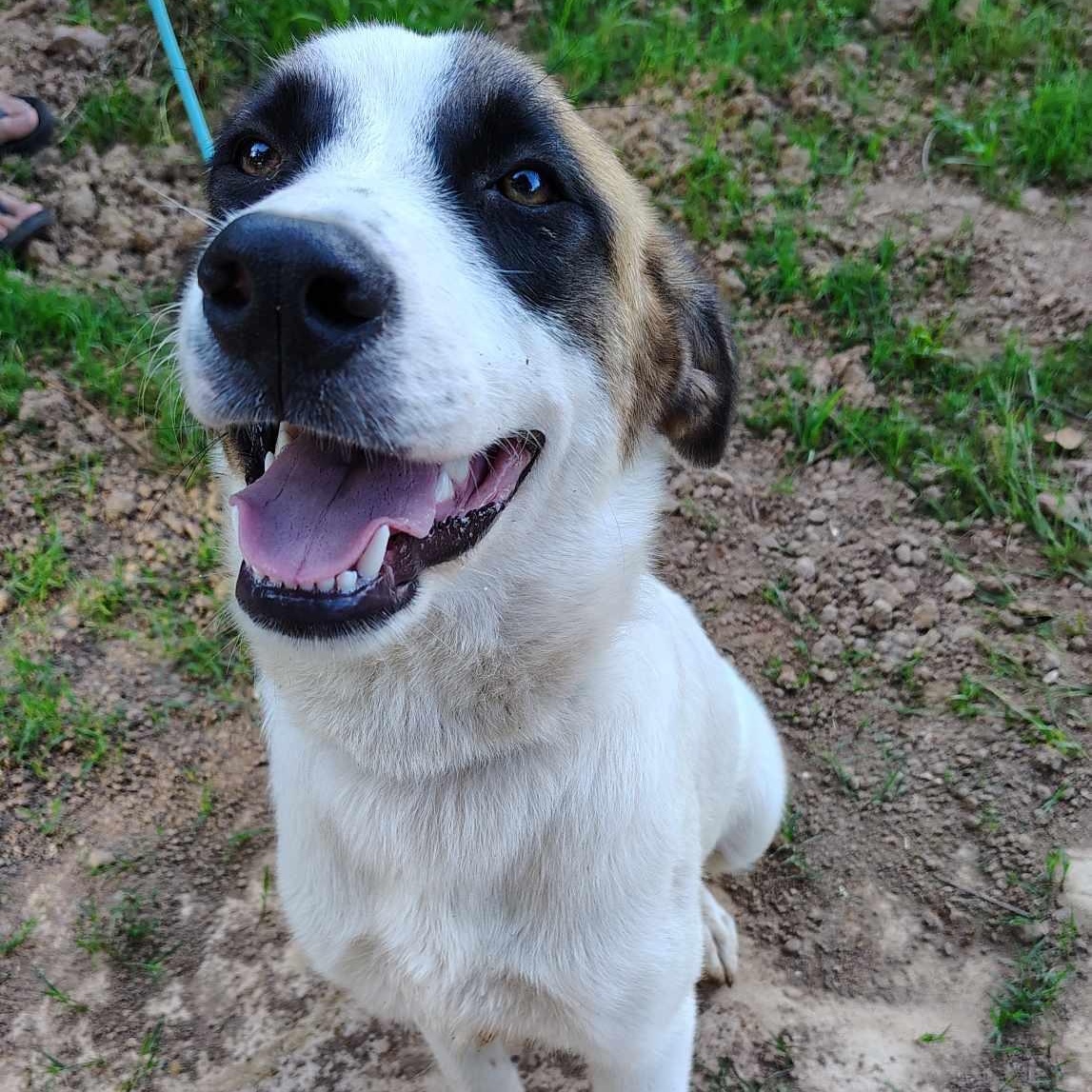 Sterling, Young Female Saint Bernard