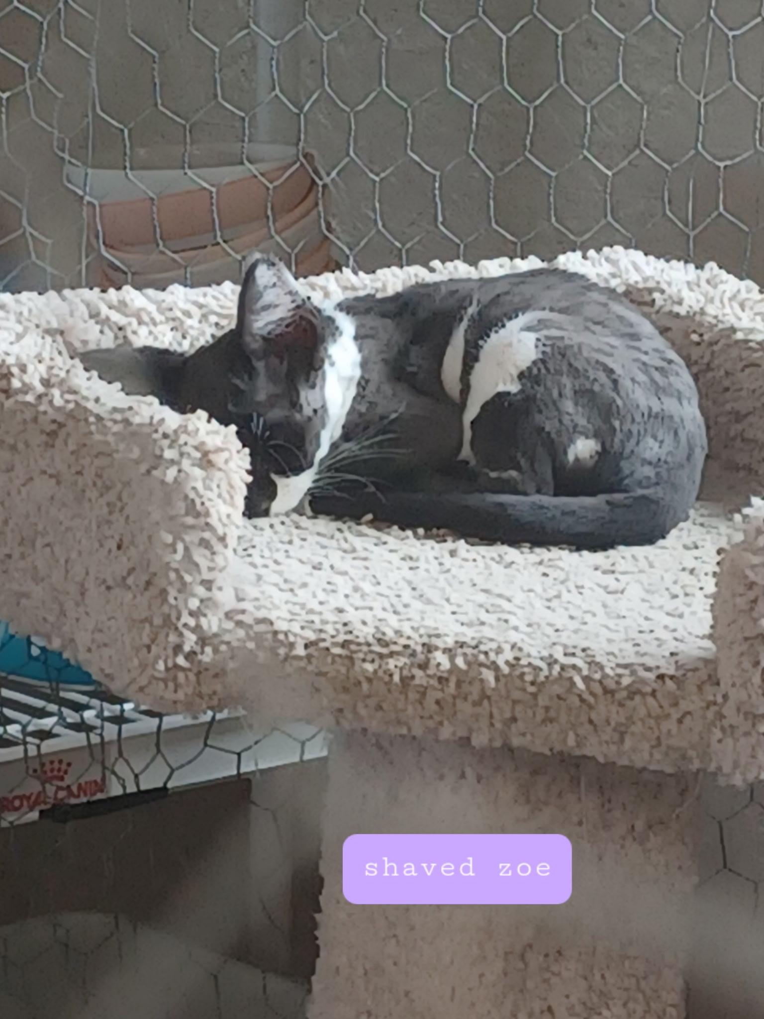 Enlarge Zoe, an adopted Domestic Medium Hair in Walworth, WI image 1/1