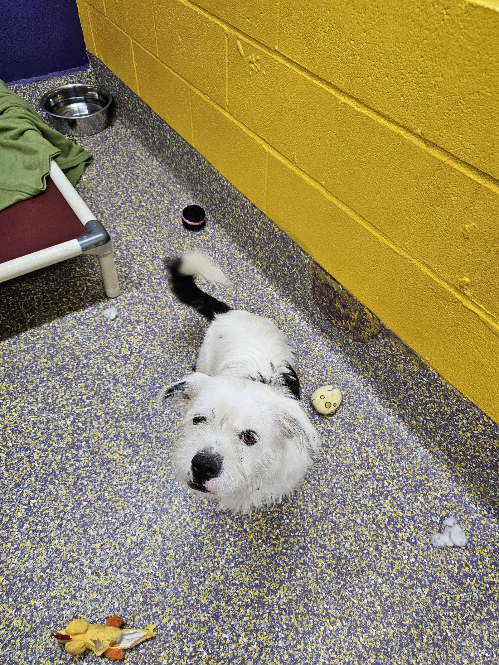 Fudgesicle, Adoptable, Adult Female Shih Tzu.