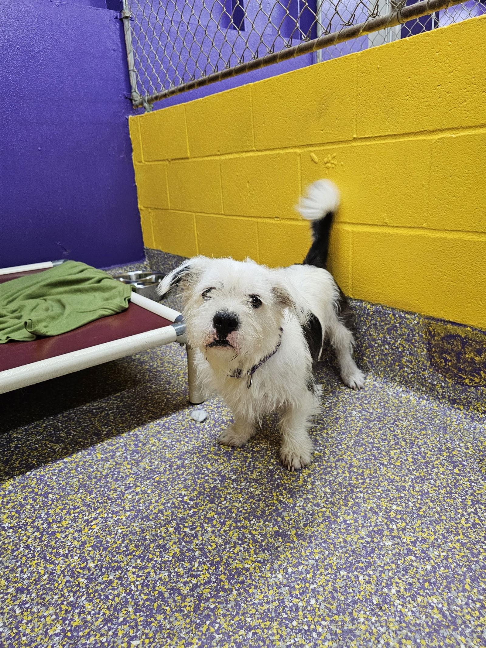 Fudgesicle, a Adoptable Shih Tzu in Metairie, LA image 2/2