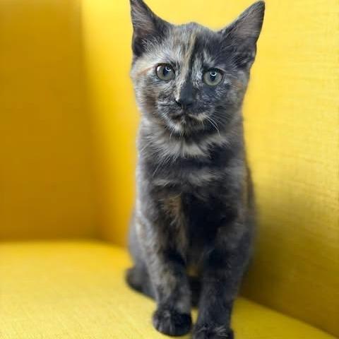 Sandy, a Adoptable Domestic Short Hair in FAIRWAY, KS image 1/5