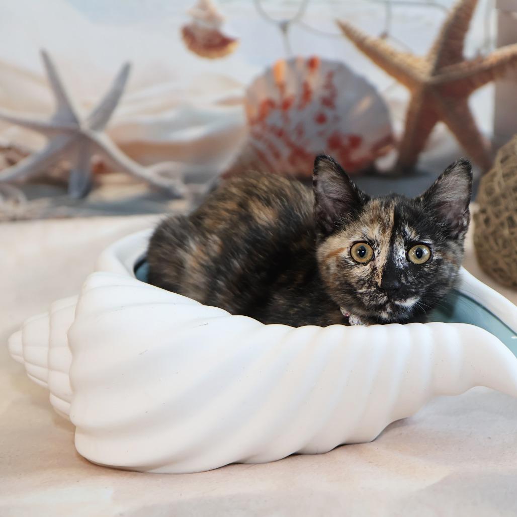 Sandy, Adoptable, Kitten Female Domestic Short Hair.