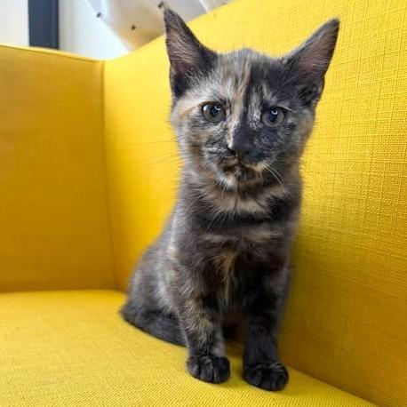 Sandy, a Adoptable Domestic Short Hair in FAIRWAY, KS image 2/6
