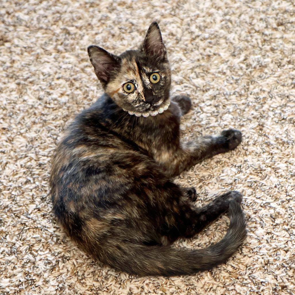 Sandy, a Adoptable Domestic Short Hair in FAIRWAY, KS image 3/6
