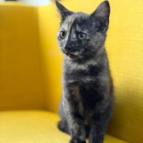 Sandy, a Adoptable Domestic Short Hair in FAIRWAY, KS image 2/5