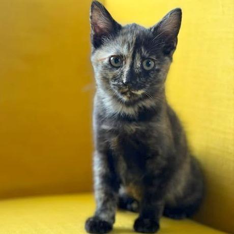 Sandy, a Adoptable Domestic Short Hair in FAIRWAY, KS image 3/5