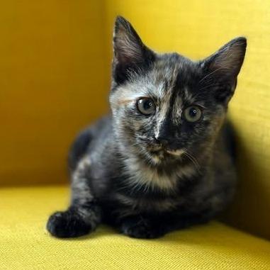 Sandy, a Adoptable Domestic Short Hair in FAIRWAY, KS image 5/5