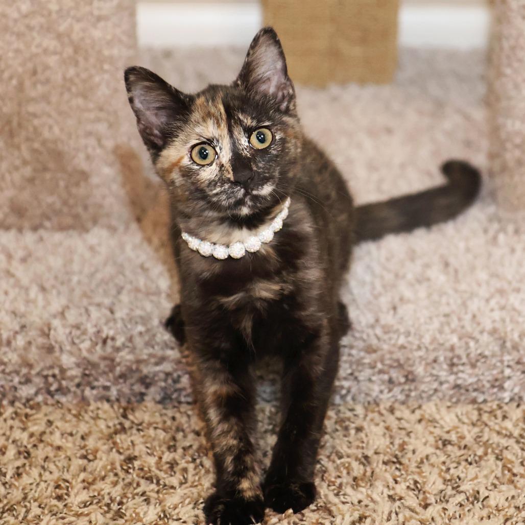 Sandy, a Adoptable Domestic Short Hair in FAIRWAY, KS image 5/6