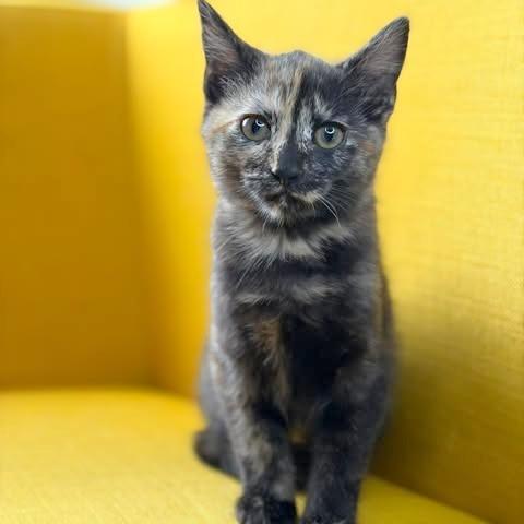 Sandy, a Adoptable Domestic Short Hair in FAIRWAY, KS image 6/6