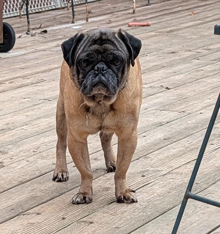 Enlarge Thor, a ADOPTABLE Pug in Benton, KS image 1/1