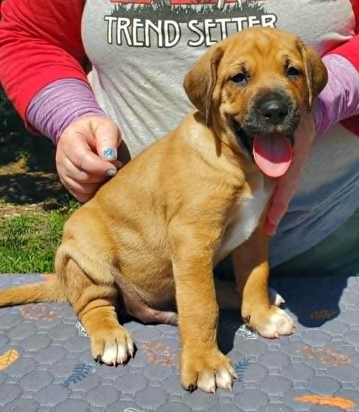 Enlarge Magnus- ADOPTION PENDING, a Adoptable mixed breed in Wood Dale, IL image 3/6