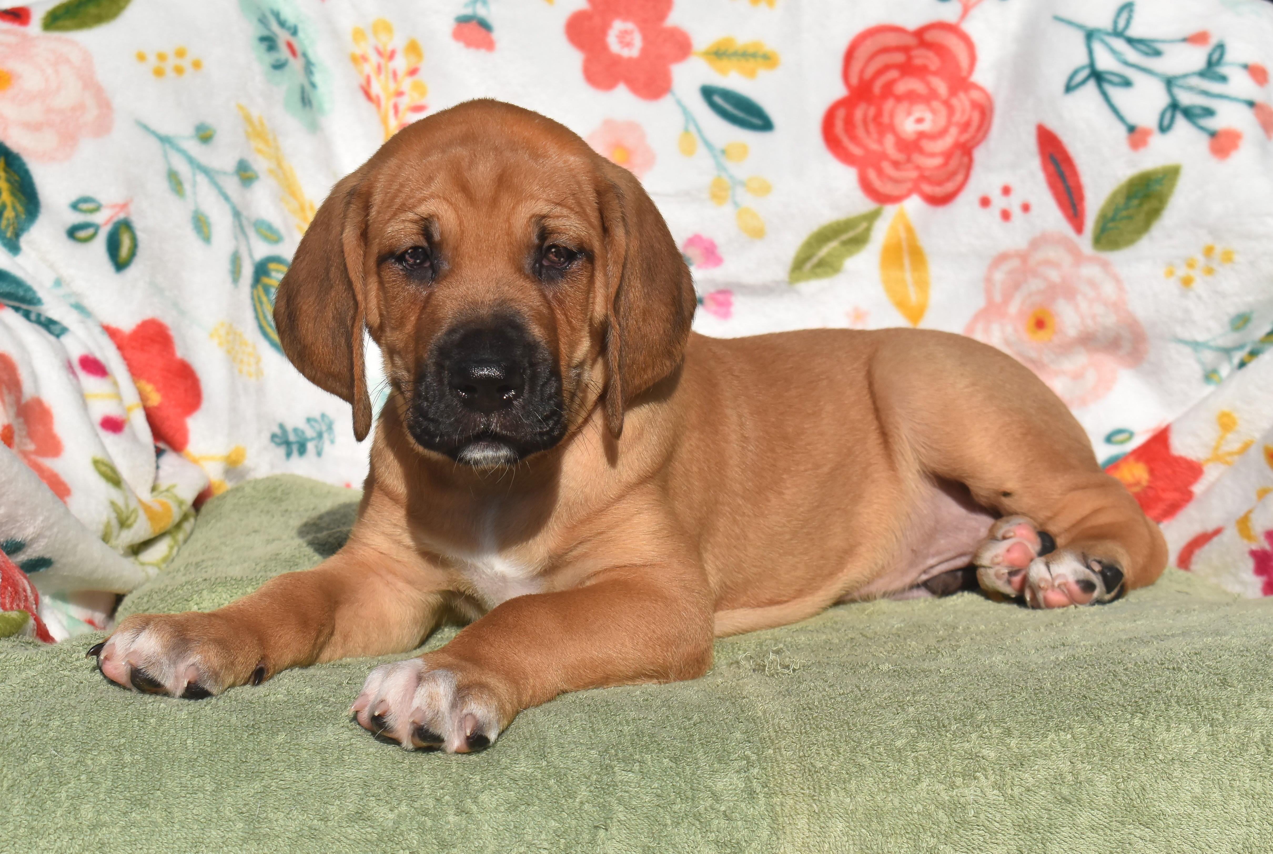 Magnus- ADOPTION PENDING, Adoptable, Puppy Male English Setter & Great Dane.