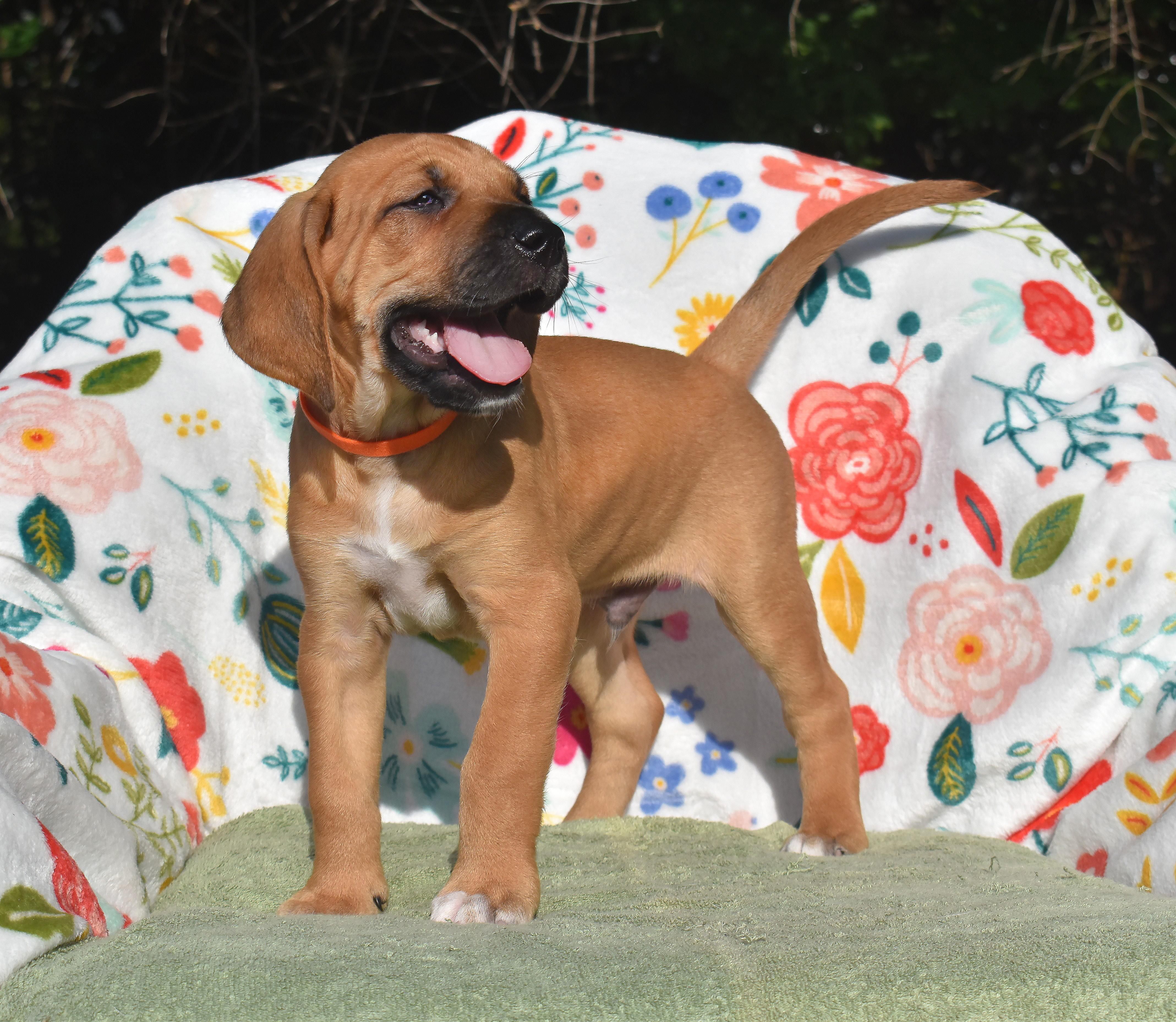 Enlarge Magnus- ADOPTION PENDING, a Adoptable mixed breed in Wood Dale, IL image 2/6