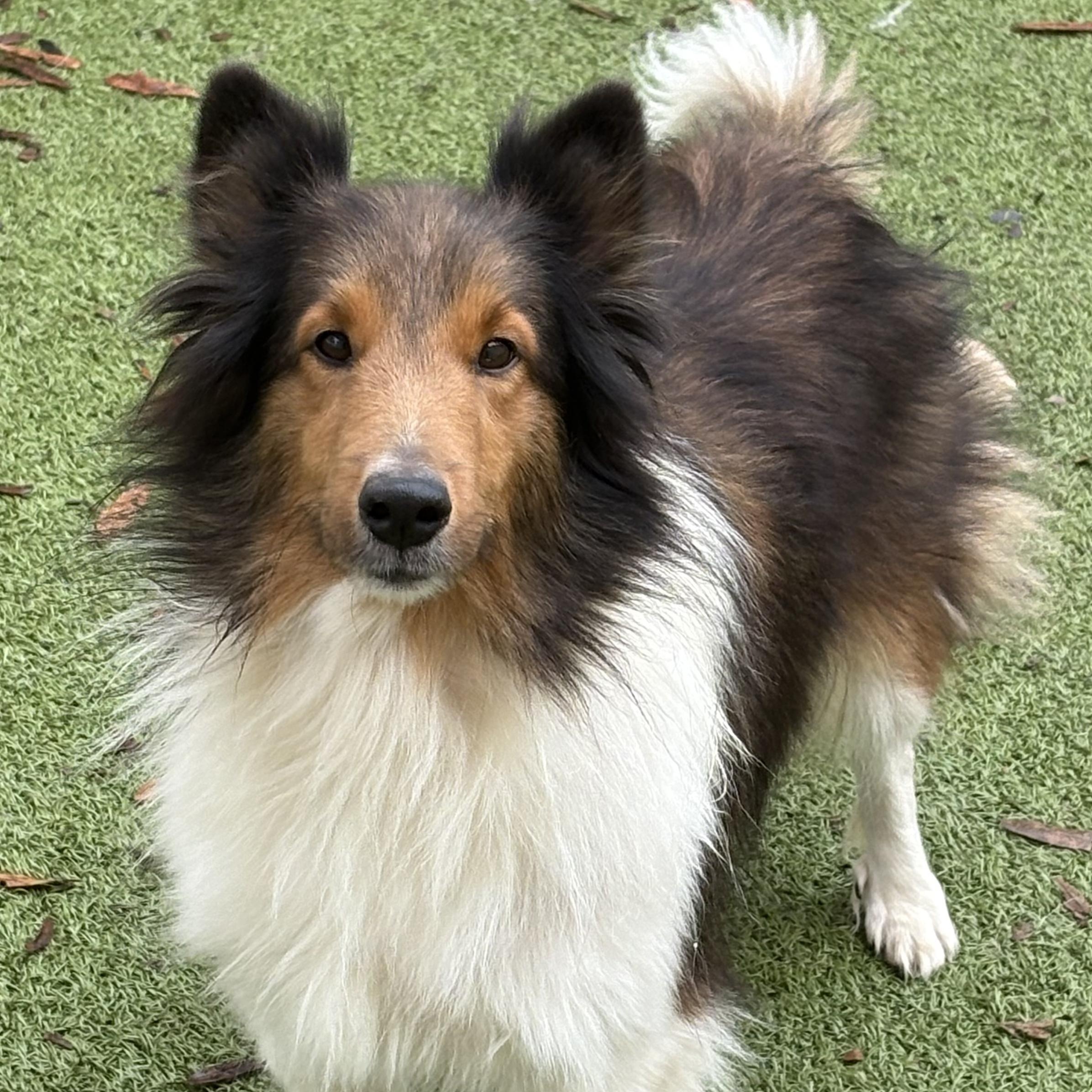 Enlarge Emmie, an adoptable Shetland Sheepdog / Sheltie in Rock Hill, SC image 1/1
