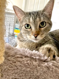 Enlarge Carsonville Capers, a Adoptable mixed breed in Eaton Rapids, MI image 10/14