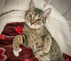 Carsonville Capers, Adoptable, Kitten Female Domestic Short Hair & Tabby.