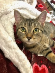 Enlarge Carsonville Capers, a Adoptable mixed breed in Eaton Rapids, MI image 11/14