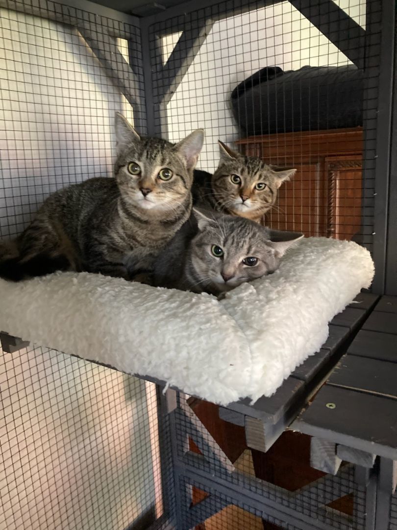 Enlarge Carsonville Capers, a Adoptable mixed breed in Eaton Rapids, MI image 13/14