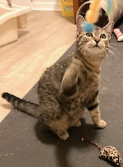 Enlarge Carsonville Capers, a Adoptable mixed breed in Eaton Rapids, MI image 12/14