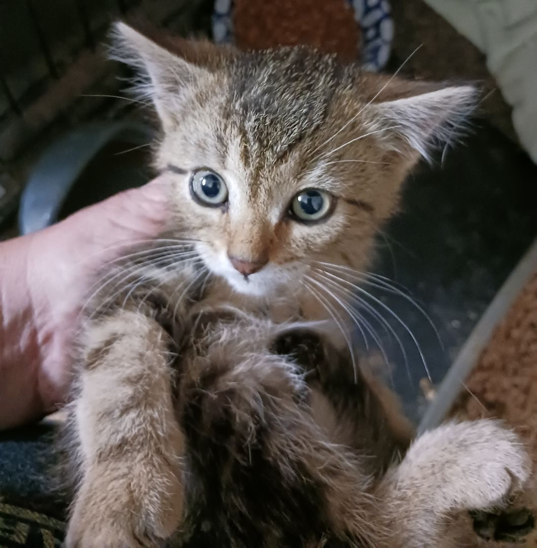 Enlarge Carsonville Capers, a Adoptable mixed breed in Eaton Rapids, MI image 14/14