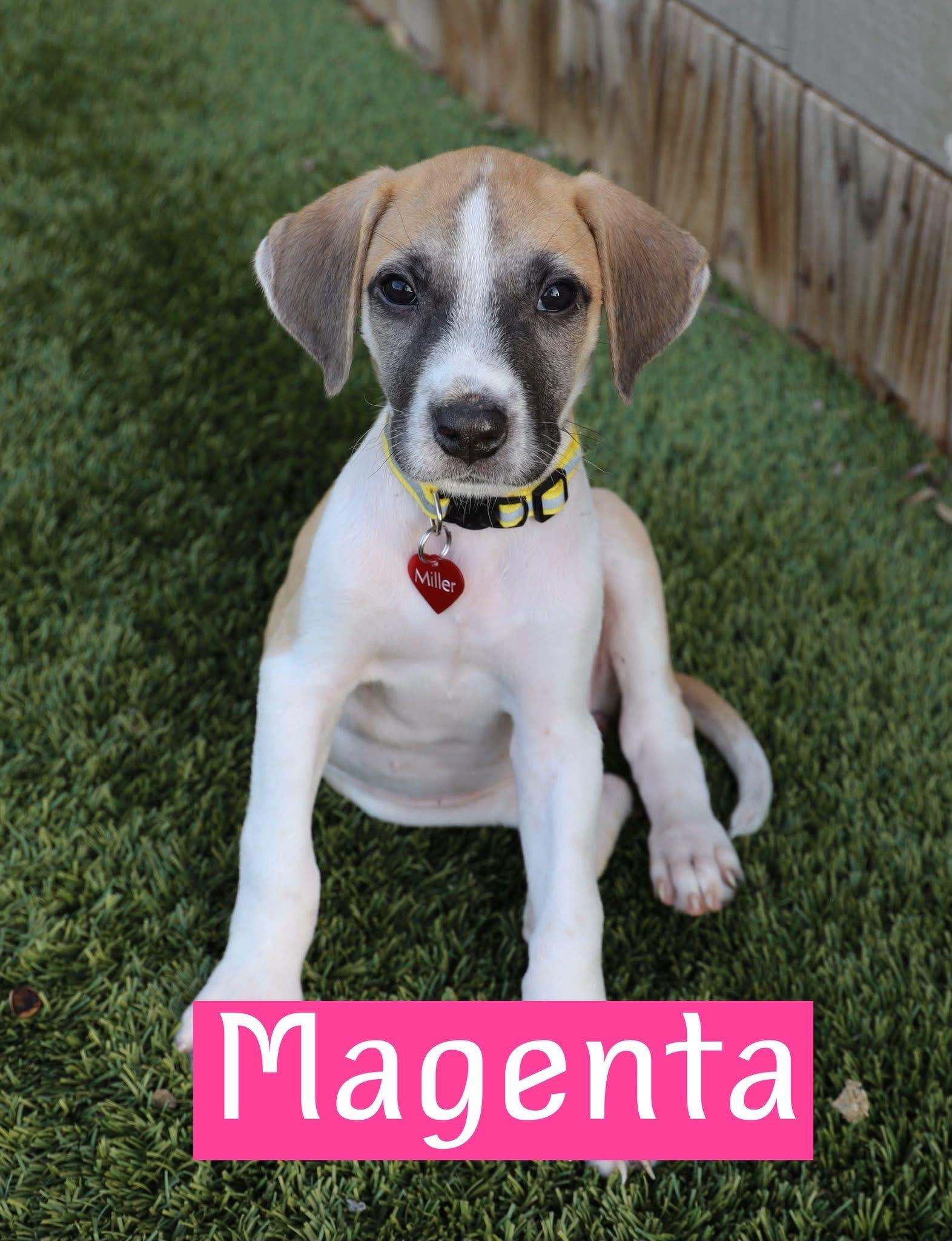 Magenta, Baby Female unknown