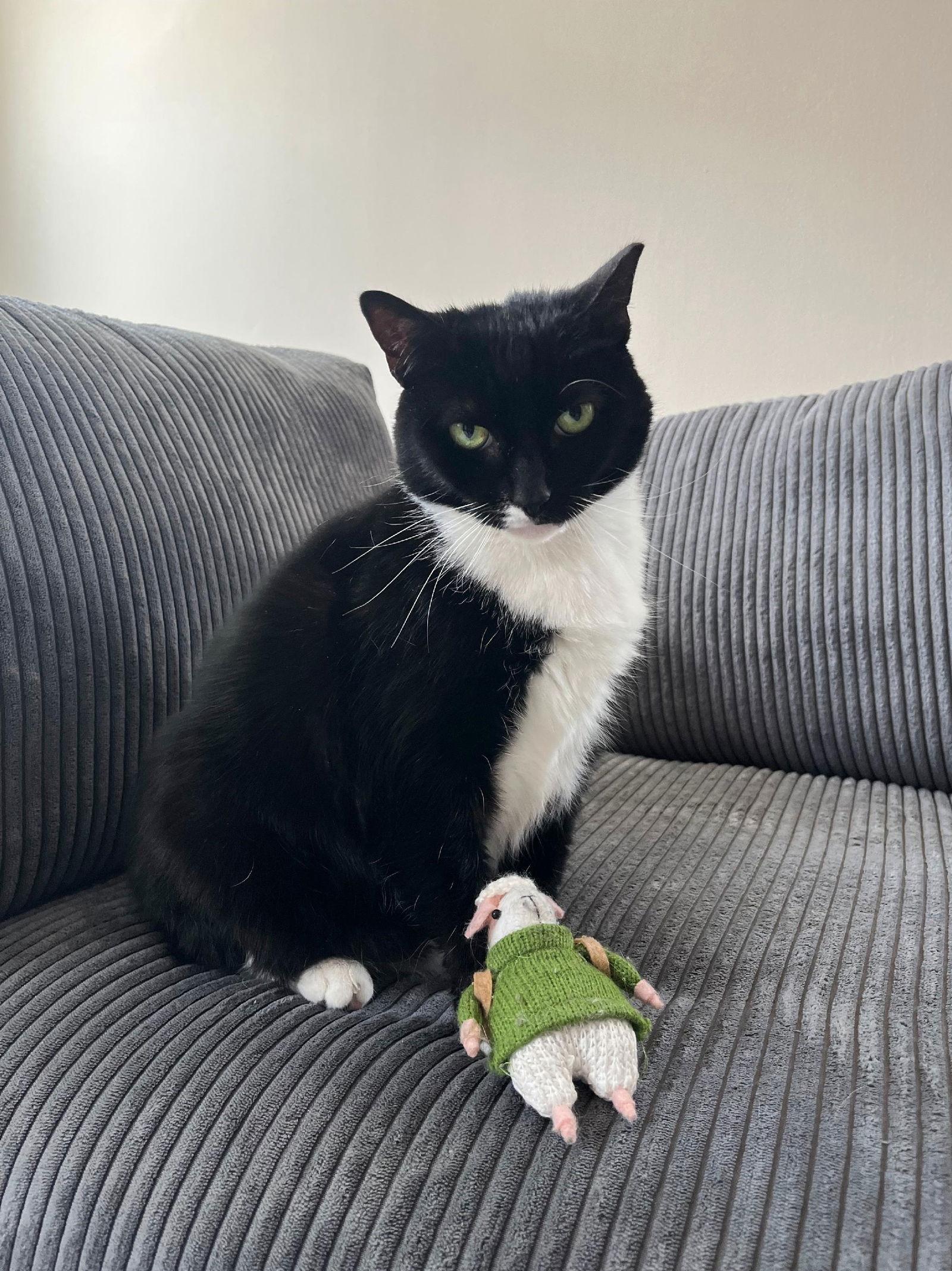 Petunia, Adoptable, Adult Female Domestic Short Hair.