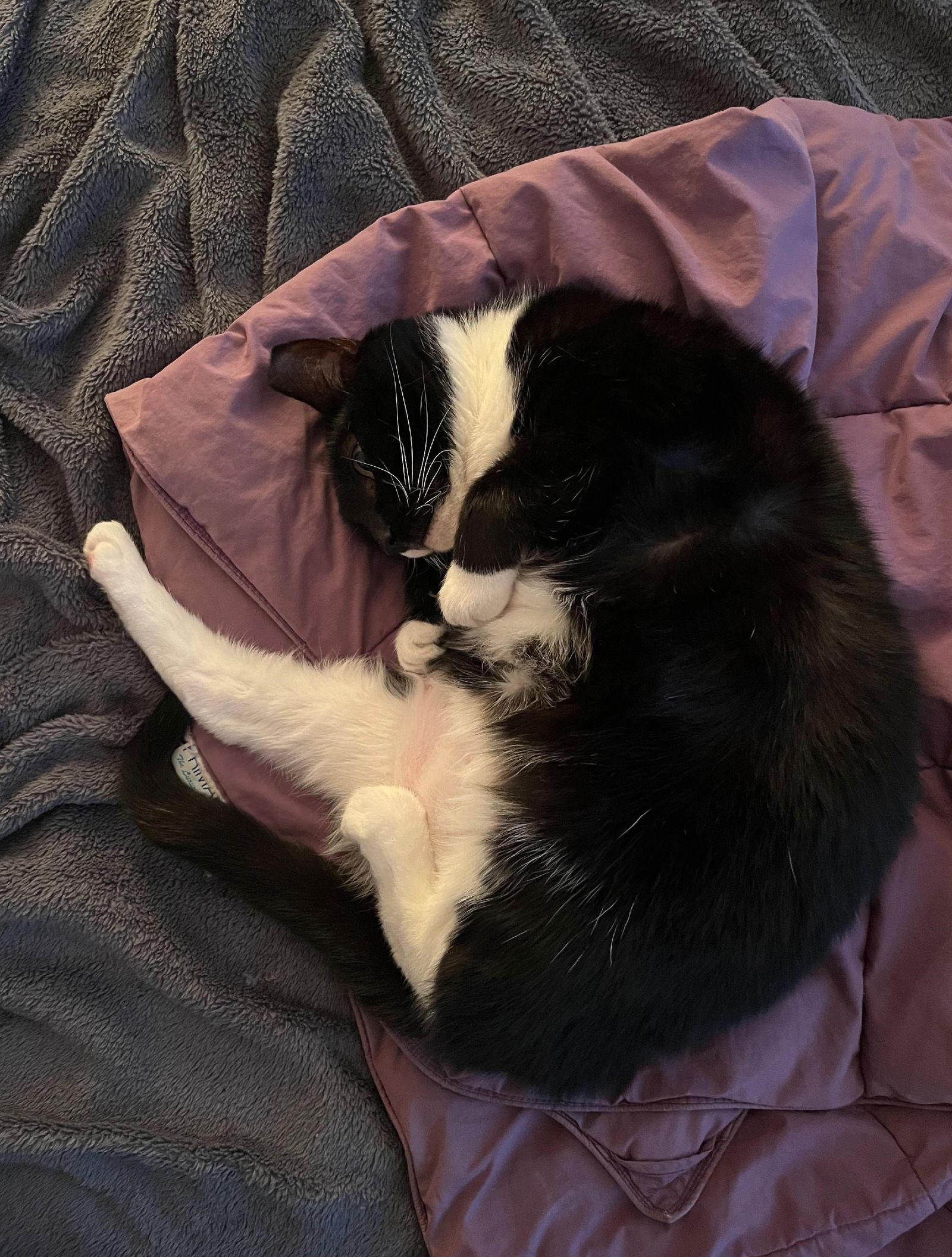 Petunia, a Adoptable Domestic Short Hair in Philadelphia, PA image 2/3